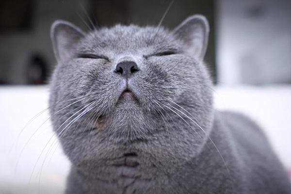 无尘矿物质猫砂抑菌猫砂大作战和疾病说再见普元宠物高端品质
