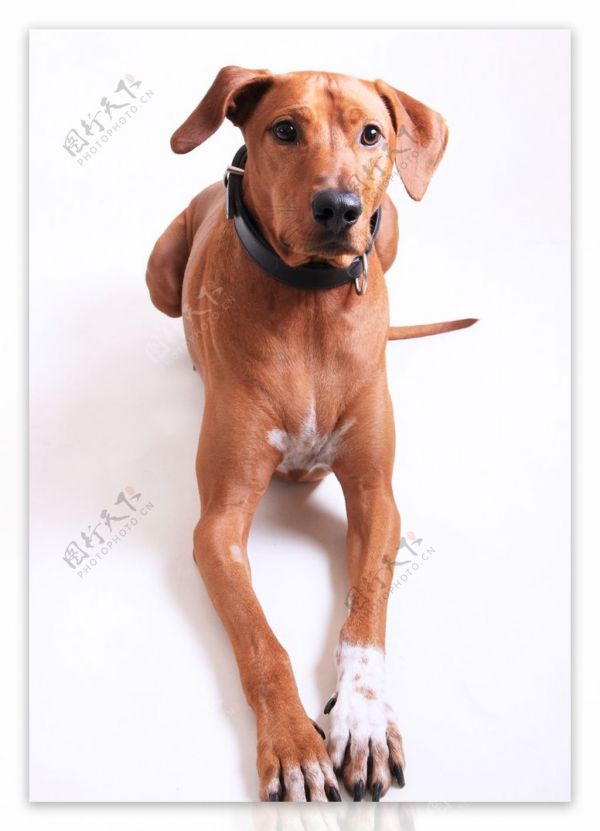 宠物犬