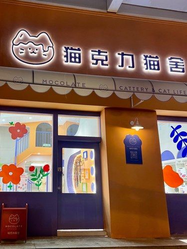 迄今为止｜看过最可爱最萌的猫咪！！！