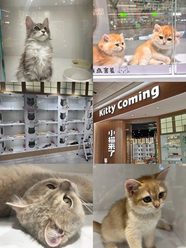 喵星萌宠的选购温馨指南 邂逅小猫来了