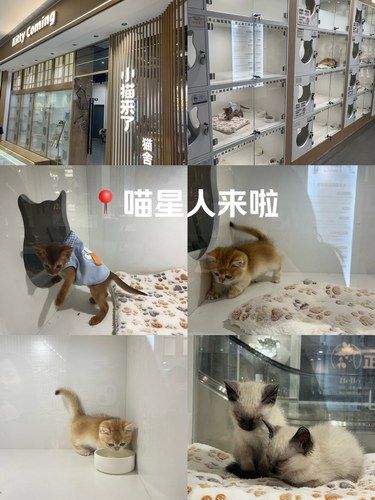 这家猫舍好可爱，喜欢喵星人的不要错过！