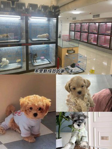 宠物店新成员，超可爱哦！