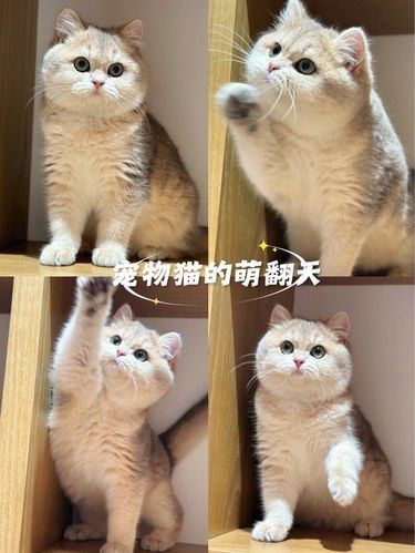 做我的小猫 你不需要那么懂事 