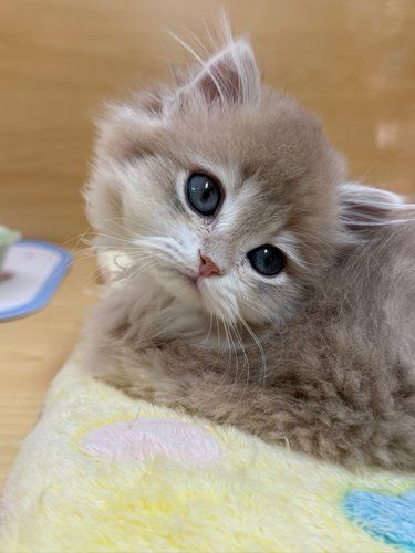 想养猫一定要来咕噜噜の猫舍看看