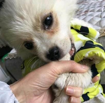 五个月的小狗有多大？成长发育的里程碑是什么？