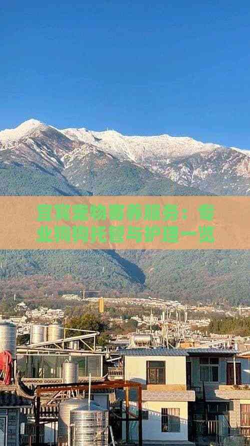 宜宾宠物寄养服务：专业狗狗托管与护理一览