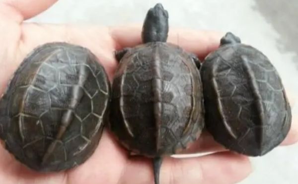 自己养的草龟可以吃吗