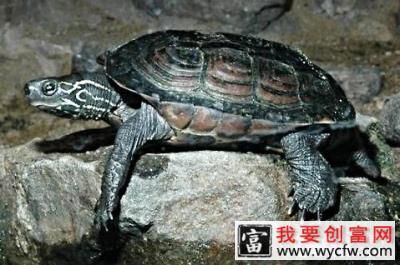 草龟怎么养