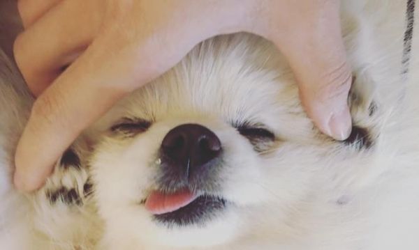 银狐犬泪痕清理完美指南（有效清除泪痕，让宠物美美哒）