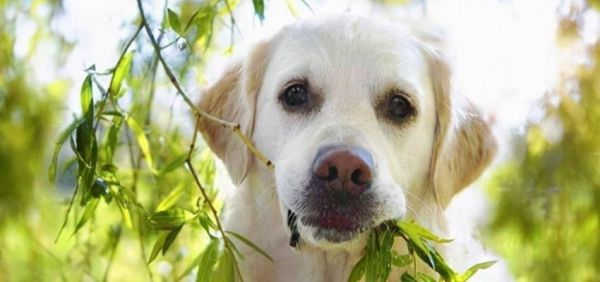 银狐犬泪痕清理完美指南（有效清除泪痕，让宠物美美哒）