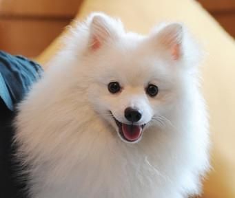 银狐犬是理想的宠物选择（了解银狐犬的15个优点和魅力）