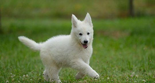 银狐犬是理想的宠物选择（了解银狐犬的15个优点和魅力）