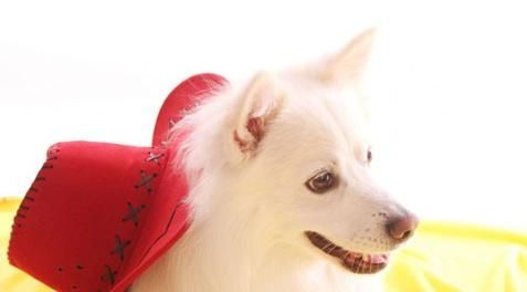 银狐犬的优点（为你的宠物生活带来的好处）