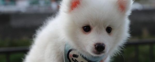 银狐犬寿命