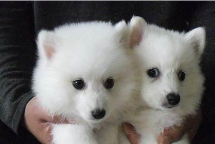 银狐犬的饲养全指南（了解银狐犬，给你一个健康、快乐的宠物生活）