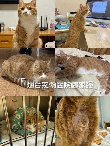烟台宠物医院哪家强？烟台开发找森群