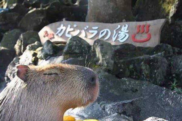 水豚在中国养合法吗多少钱一只 几万块钱买一个“大老鼠”