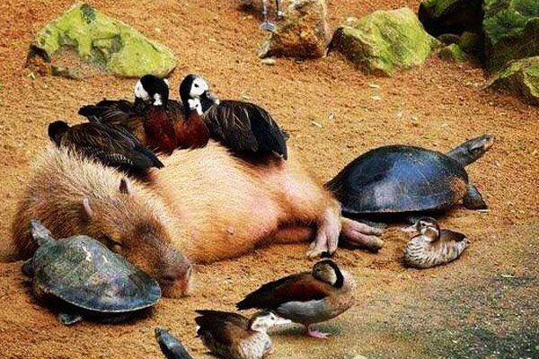 水豚在中国养合法吗多少钱一只 几万块钱买一个“大老鼠”
