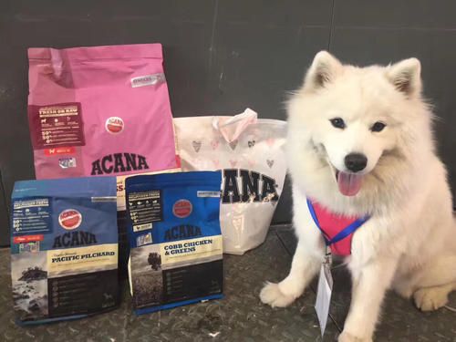 上海宠物食品进口代理.jpg