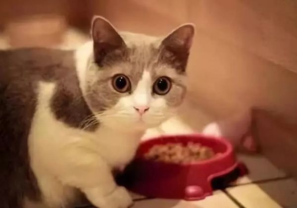 代理宠物零食报关
