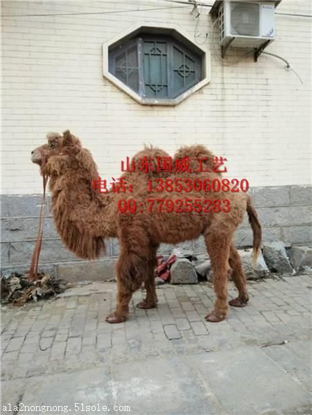 仿真动物模型静态动物模型新款仿真动物
