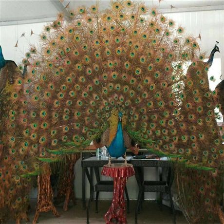  孔雀标本 天然蓝白孔雀标本摆件 蓝白孔雀标本手工工艺品