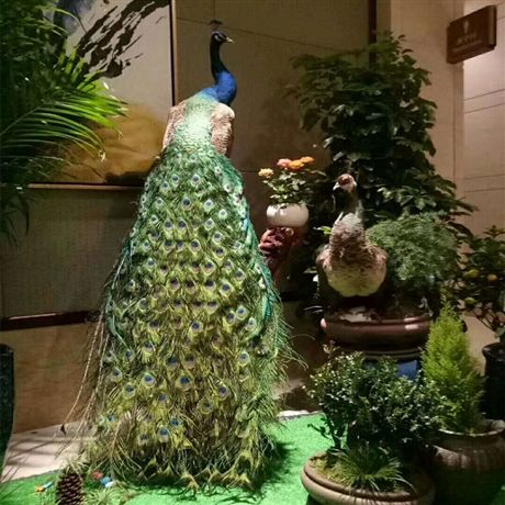  孔雀标本销售 家居摆件工艺品孔雀标本 开屏孔雀标本 