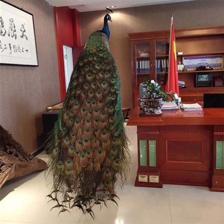  孔雀活体皮毛工艺品 孔雀标本多少钱 常年对外批发孔雀标本