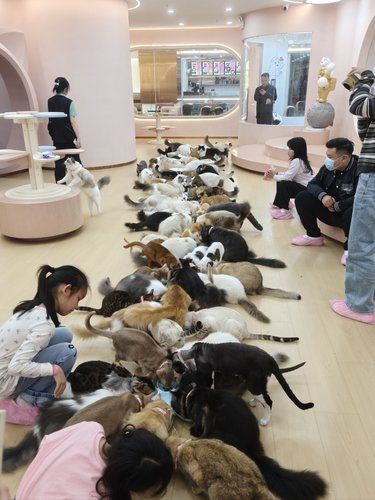 世界上不能没有猫猫！！！一次撸100只猫猫