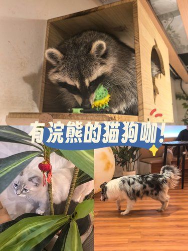 这是一家能看见浣熊的猫狗咖！