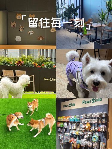 狗狗的快乐时光
