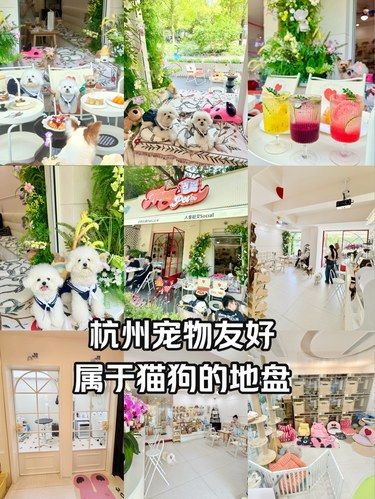 杭州宠物友好｜有猫有狗还不去撸