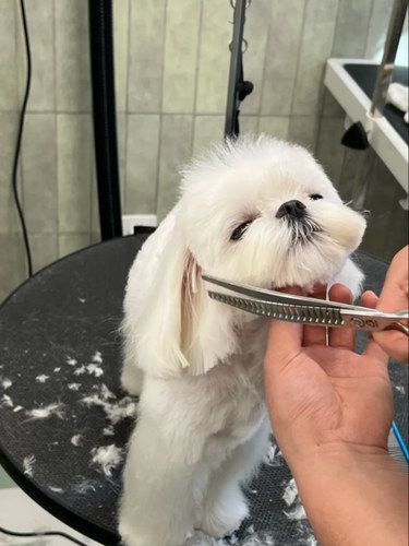 救命！我家高冷修狗在这家店秒变交际花！