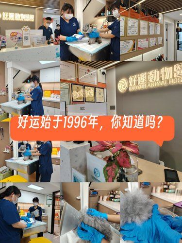 一家开张29年的动物医院，服务细节有多硬？