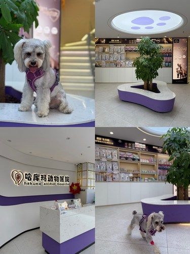 带毛孩子体检 这里医疗环境超给力