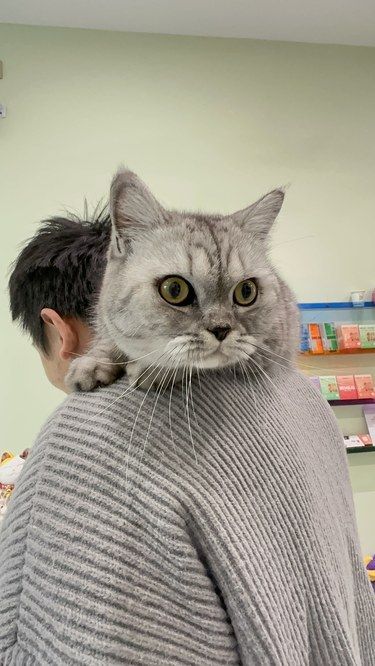 广州最温柔的猫猫洗澡