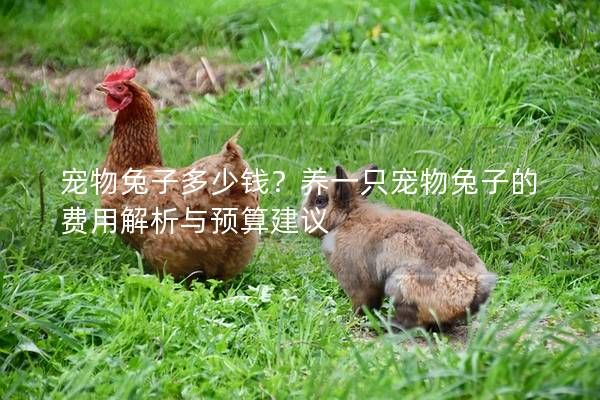 宠物兔子多少钱？养一只宠物兔子的费用解析与预算建议