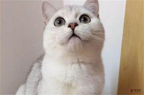 为什么越来越多的人养银渐层 属于什么档次的猫
