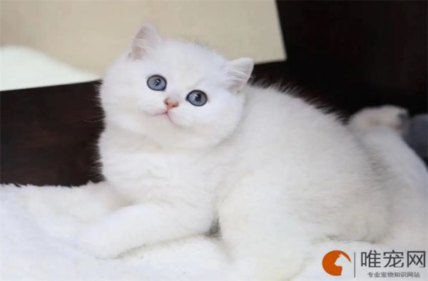 银渐层猫好养吗 几个月开始认主