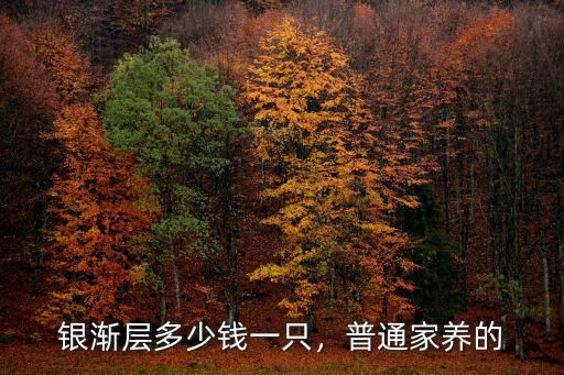 银渐层多少钱一只，普通家养的