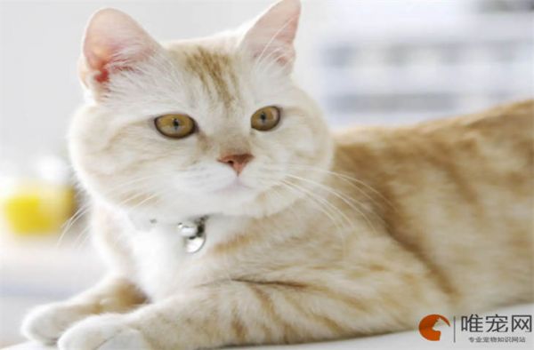 淘宝上买猫咪信得过吗 在哪买比较靠谱