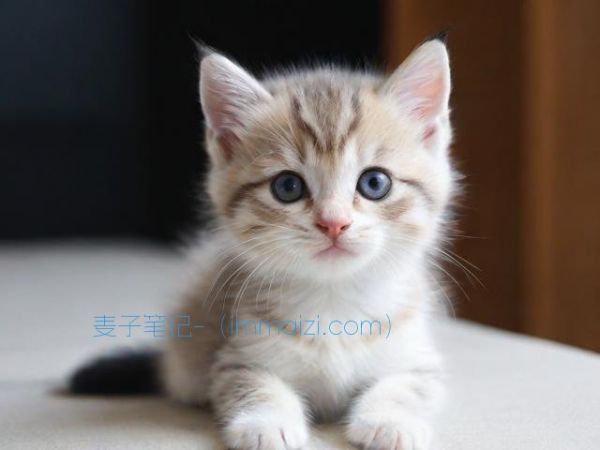 武汉哪有可以领养宠物的地方(武汉有没有宠物领养的地方) 第2张