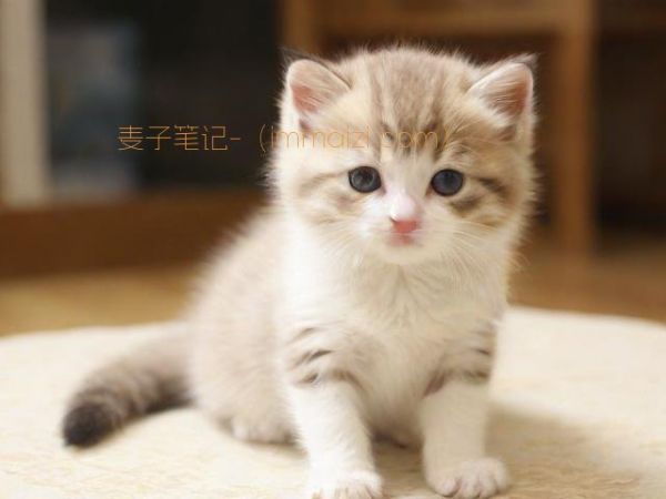 武汉哪有可以领养宠物的地方(武汉有没有宠物领养的地方) 第1张