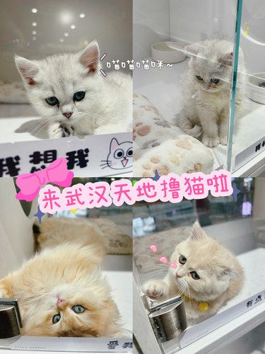 武汉天地❗️这里的小猫简直能摄人心魄