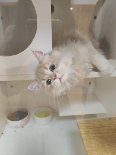 弄巷猫语 大眼猫舍