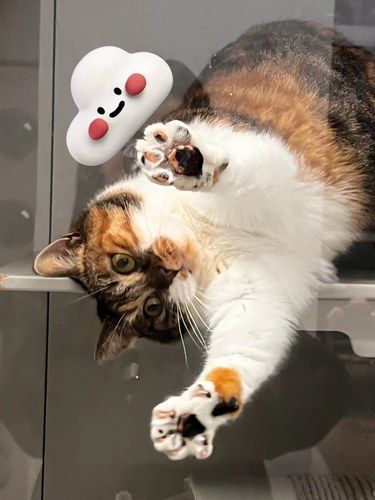 猫咖、手工珠宝集合店（经营款15%做慈善）