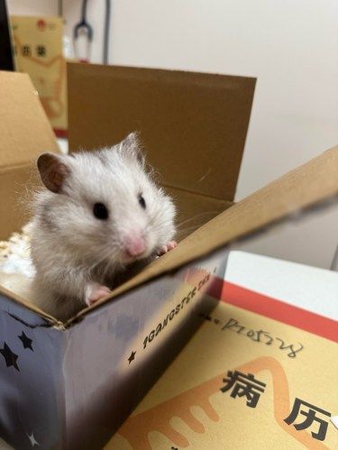 带小仓鼠看病记