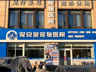 毛孩生病，全家揪心