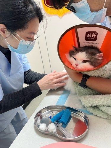 宠物医院这家真行