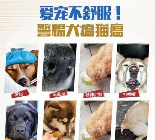 如何科学地为宠物打预防针（狗狗的预防针顺序与注意事项）